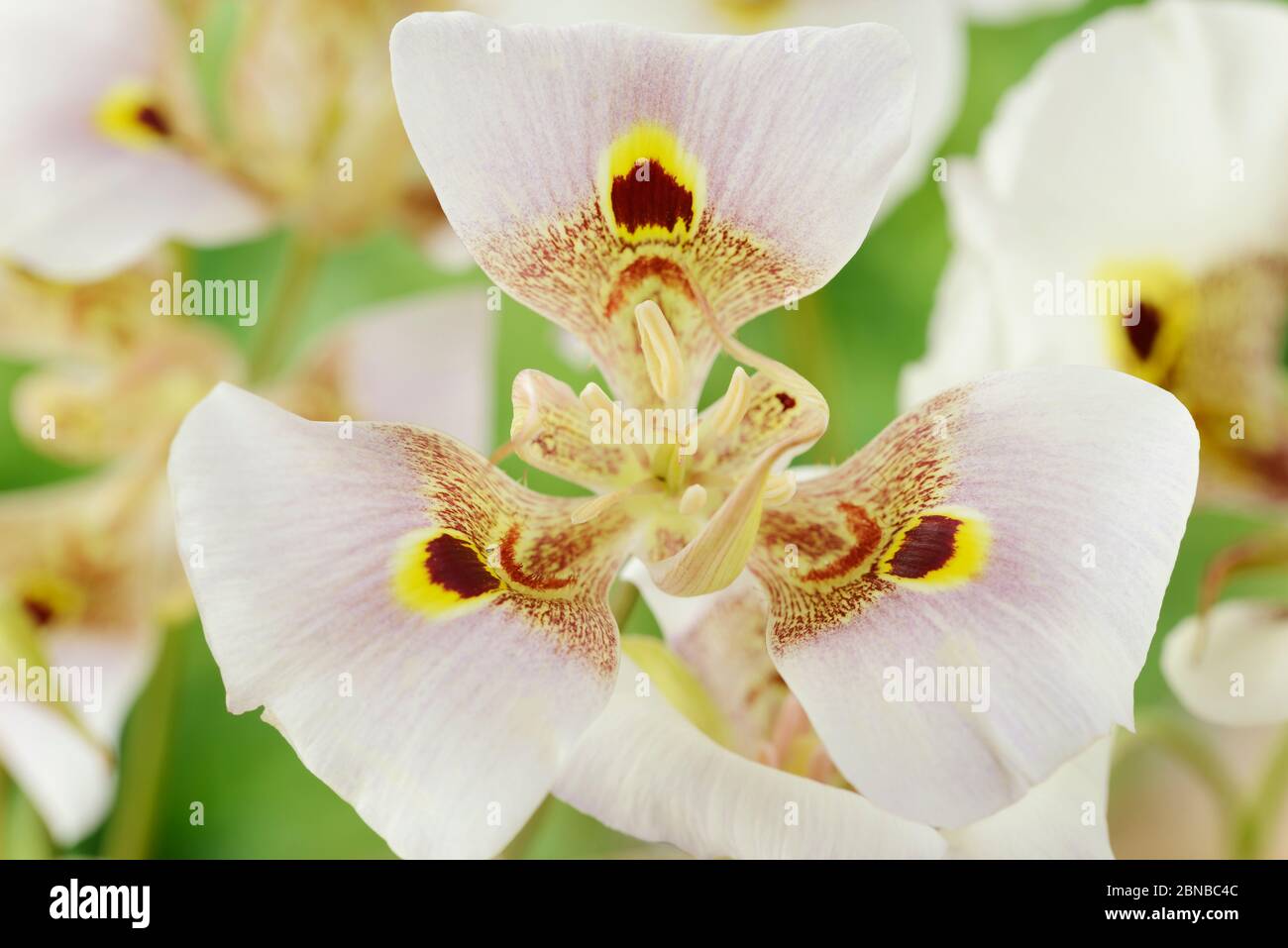 Calochortus  Mariposa lily  June Stock Photo