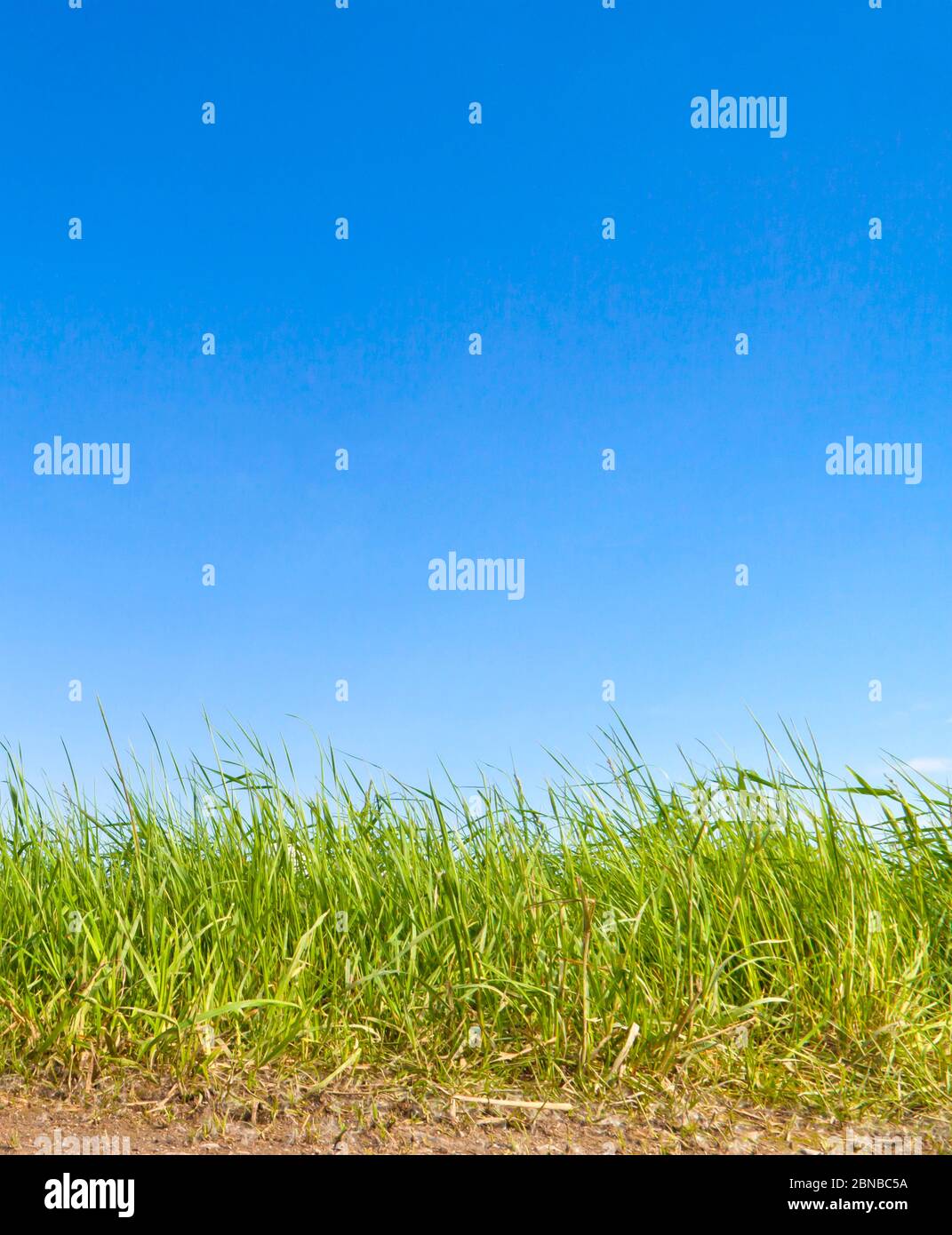 green grass with blue sky, Germany Stock Photo