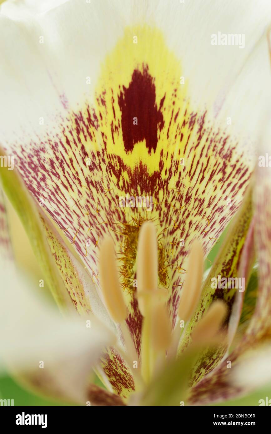 Calochortus  Mariposa lily  June Stock Photo