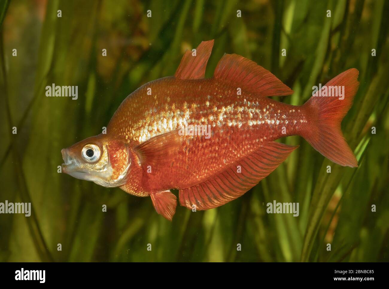 Red rainbowfish, Salmon-red rainbowfish, New Guinea Red Irian Rainbowfish (Glossolepis incisus), impressing behaviour, nuptial colouration Stock Photo