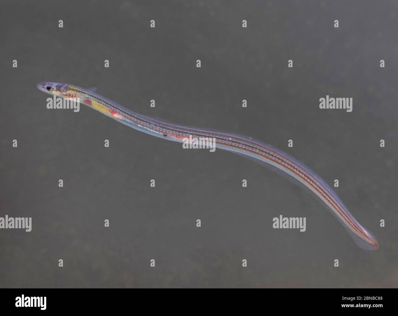 Glass eels european hires stock photography and images Alamy