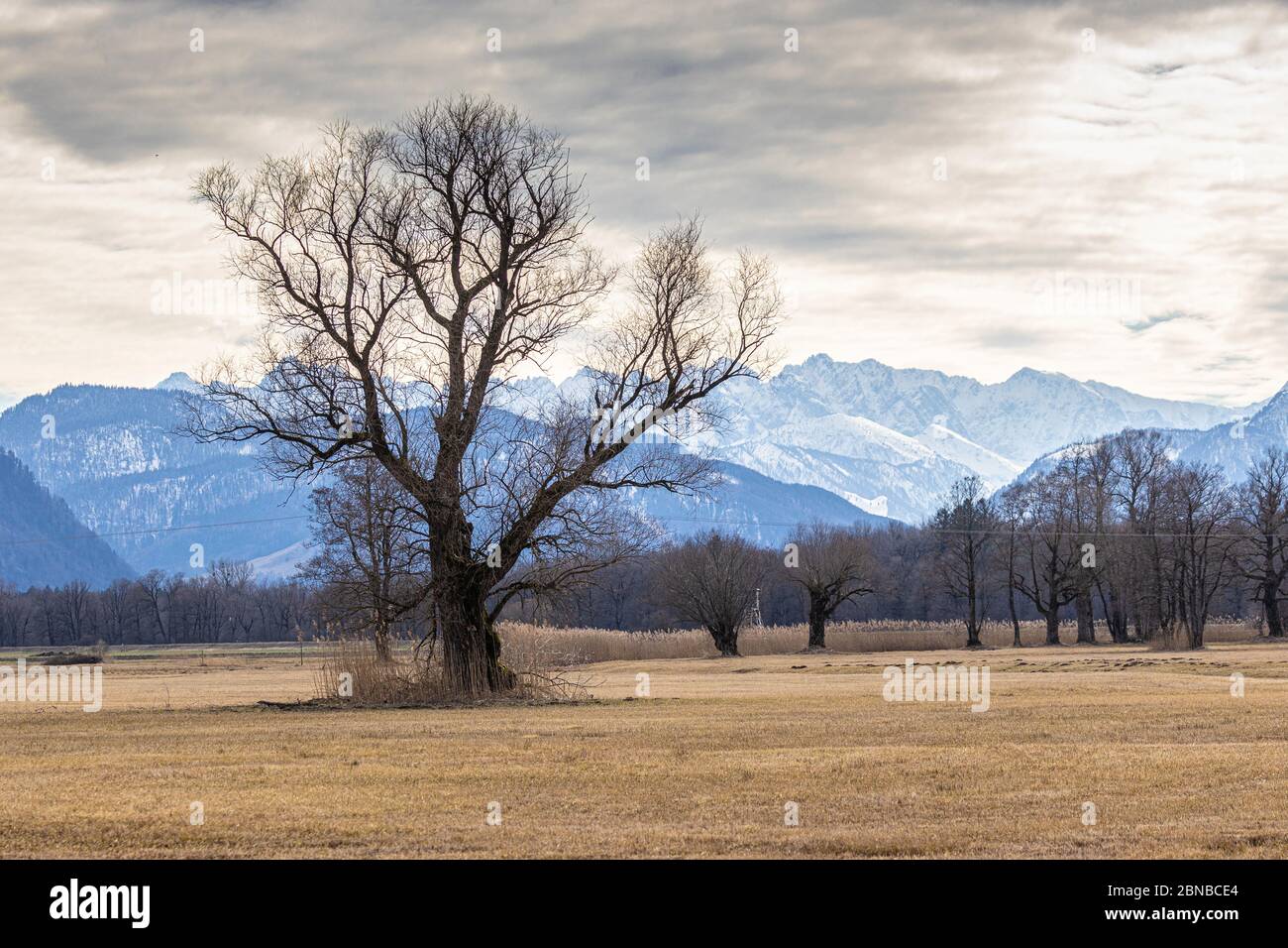 White willow (Salix alba), old white willow and pollarded willows in moorland in front of mountain scenery, Germany, Bavaria, Lake Chiemsee Stock Photo