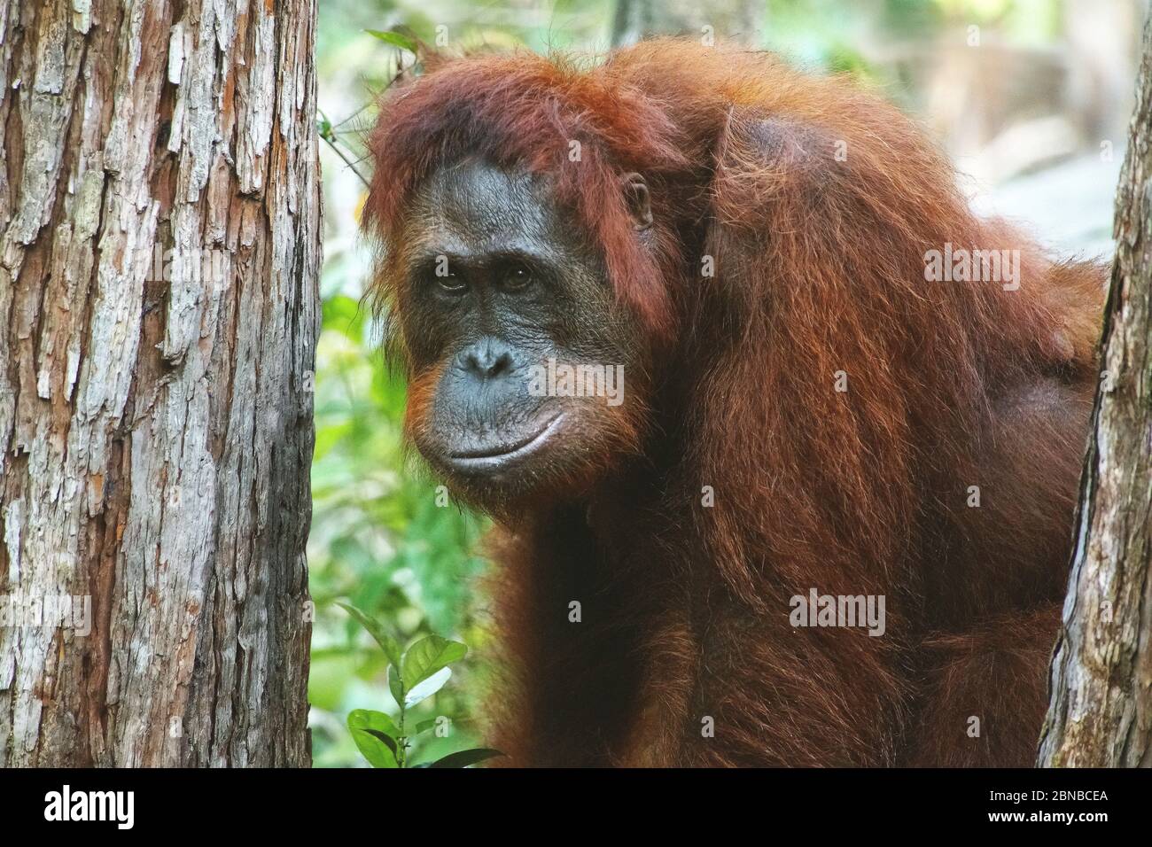 Bornean orangutan (Pongo pygmaeus pygmaeus), female, Indonesia, Borneo Stock Photo