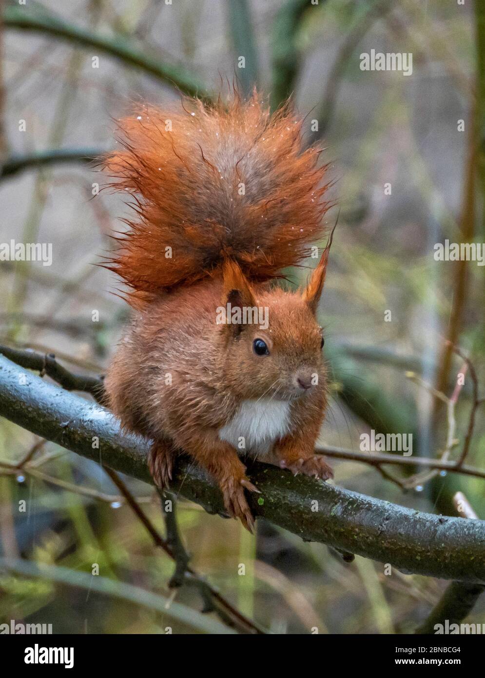 European red squirrel, Eurasian red squirrel (Sciurus vulgaris), in rain, Germany Stock Photo