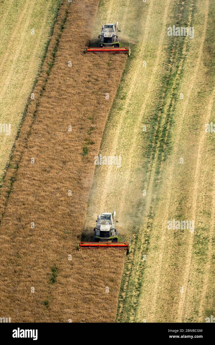 , Harvesting of cornfields in Vipperow, 23.07.2016, aerial view, Germany, Mecklenburg-Western Pomerania, Vipperow Stock Photo