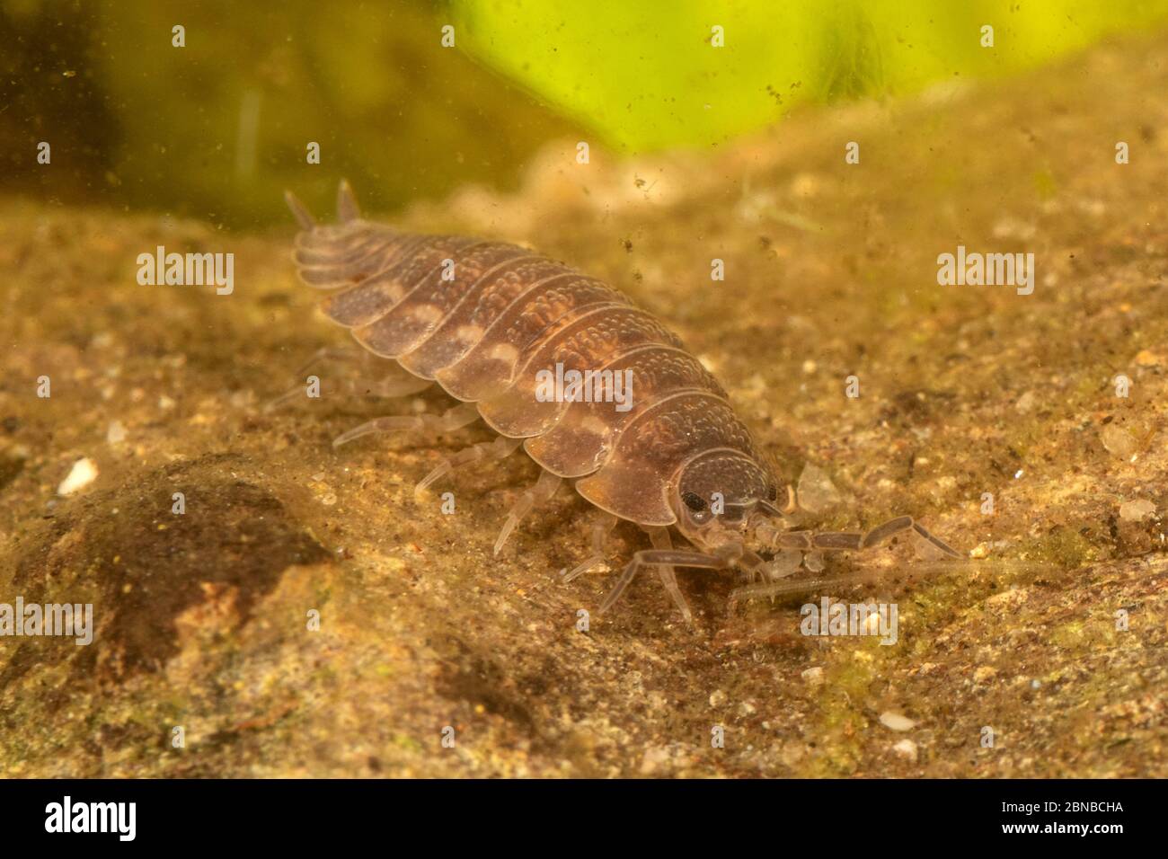 Freshwater woodlouse, Waterlouse, Aquatic sowbug, Water hoglouse (Asellus aquaticus), feeding on deadwood, Germany Stock Photo