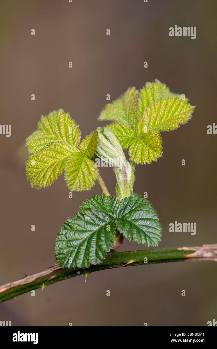 young leaves on Blackberry in march, Germany Stock Photo