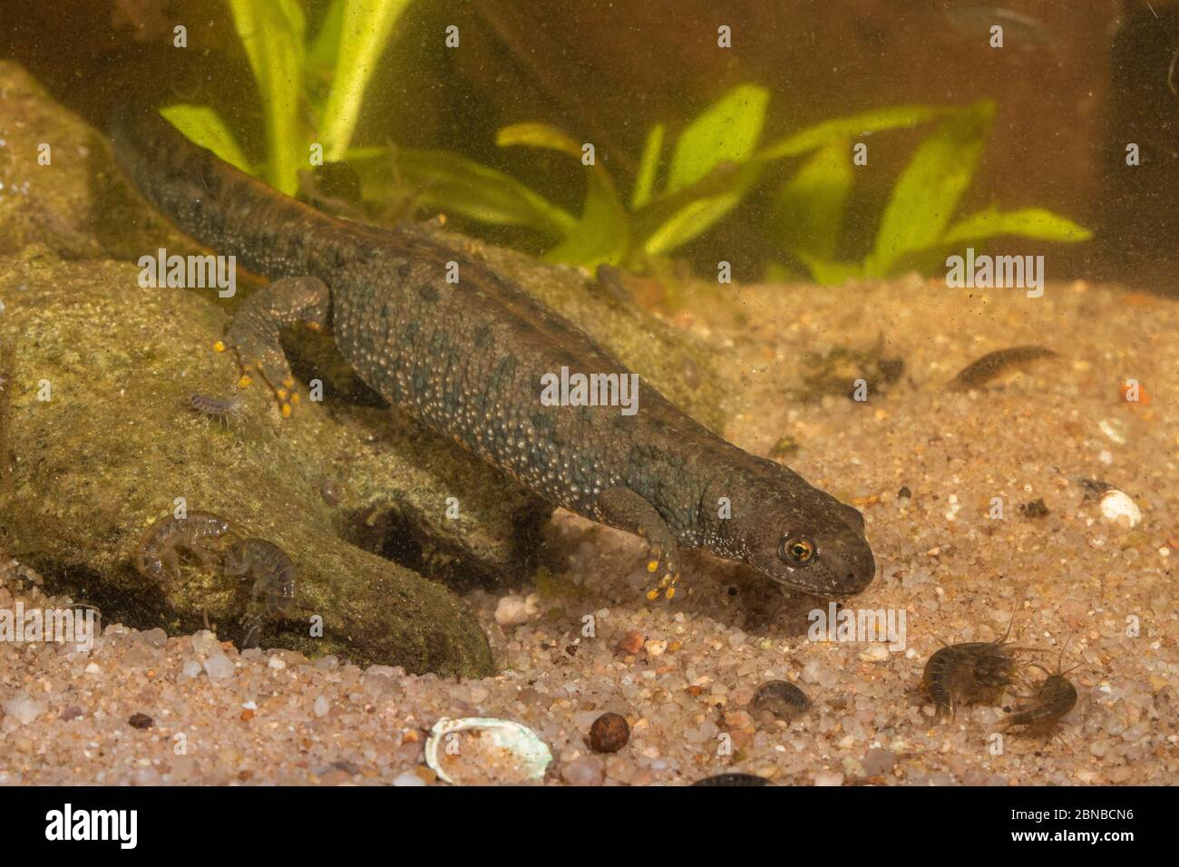 warty newt, crested newt, European crested newt (Triturus cristatus), hunting amphipods, Germany Stock Photo