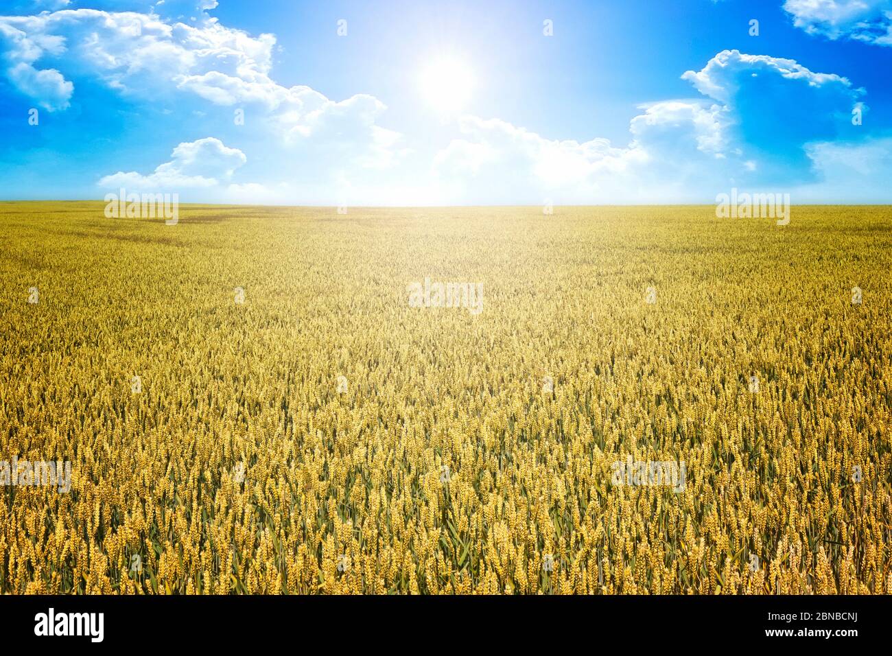 bread wheat, cultivated wheat (Triticum aestivum), wheat field in bavaria, Germany, Bavaria Stock Photo