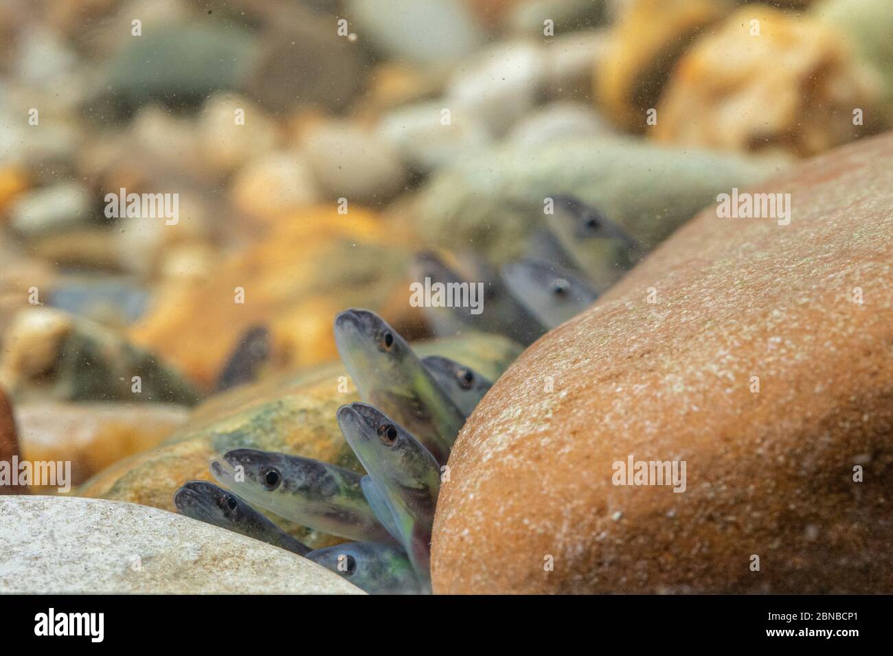 eel, European eel, river eel (Anguilla anguilla), some glass eels on the bottom, Germany Stock Photo