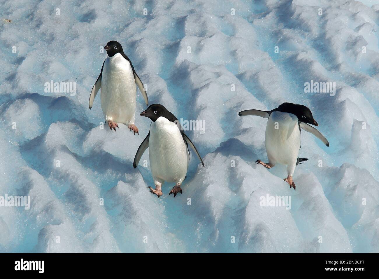 adelie penguin (Pygoscelis adeliae), group on an iceberg, Antarctica, Cierva Cove Stock Photo