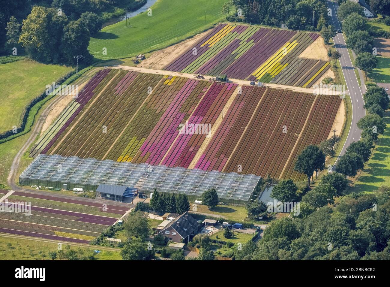 Common Heather, Ling, Heather (Calluna vulgaris), flower nursery in Isselburg, 03.09.2017, aerial view, Germany, North Rhine-Westphalia, Isselburg-Anholt Stock Photo