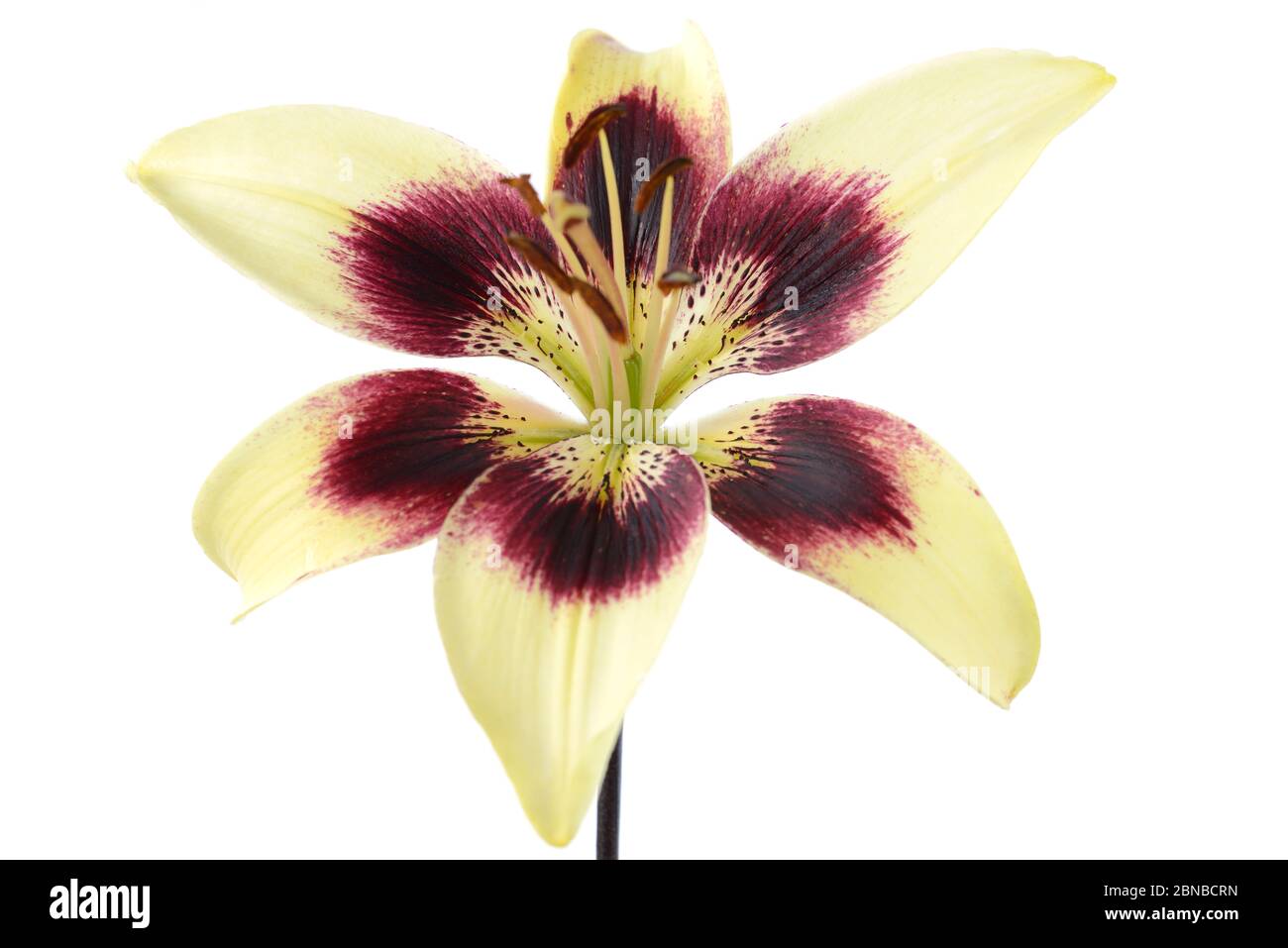 Lilium  Asiatic lily  June Stock Photo