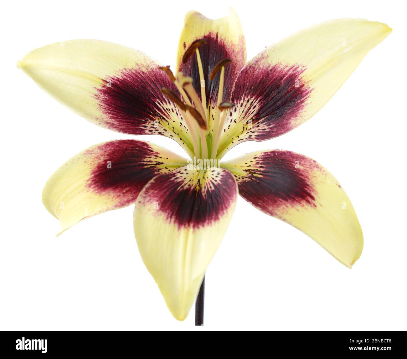 Lilium  Asiatic lily  June Stock Photo