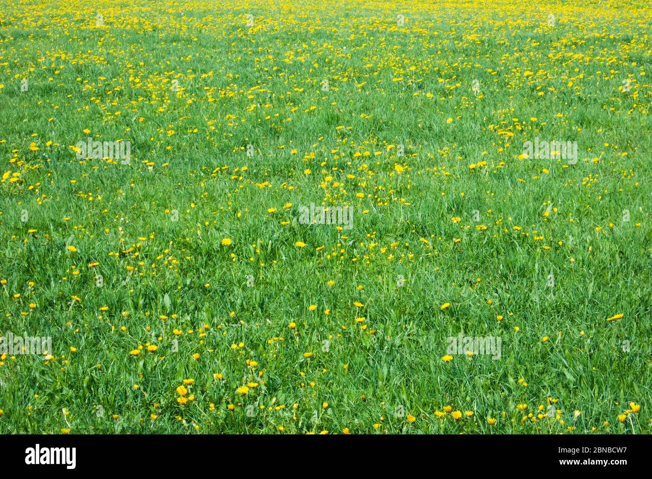 common dandelion (Taraxacum officinale), dandelion meadow, Germany, Bavaria Stock Photo