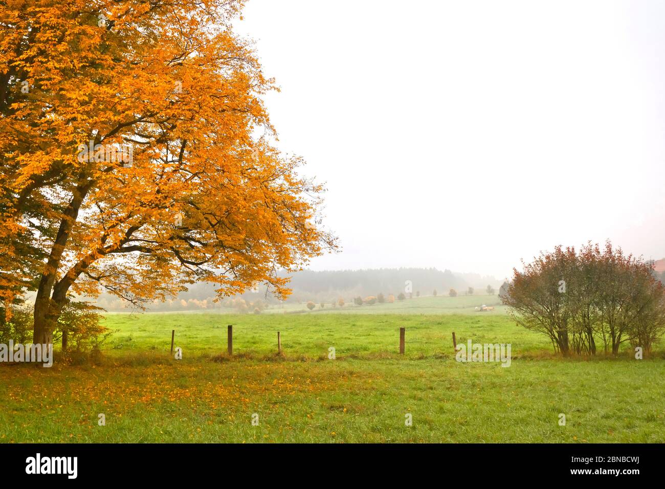 meadows in mist in autumn, Germany, Bavaria Stock Photo