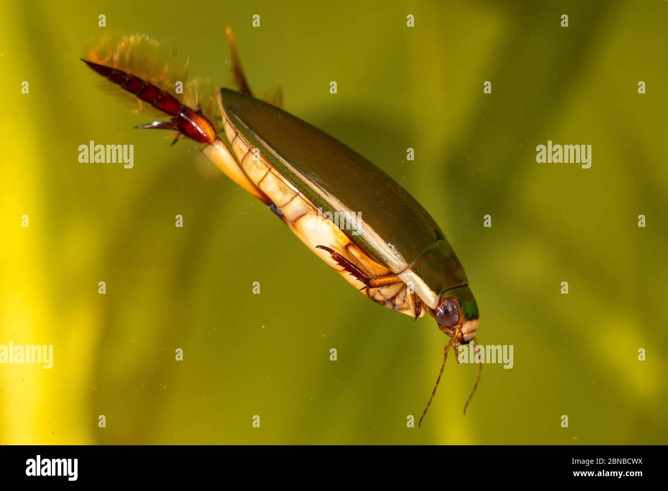 Diving Beetle (Cybister lateralimarginalis, Scaphinectes lateralimarginalis), swimming , Germany Stock Photo