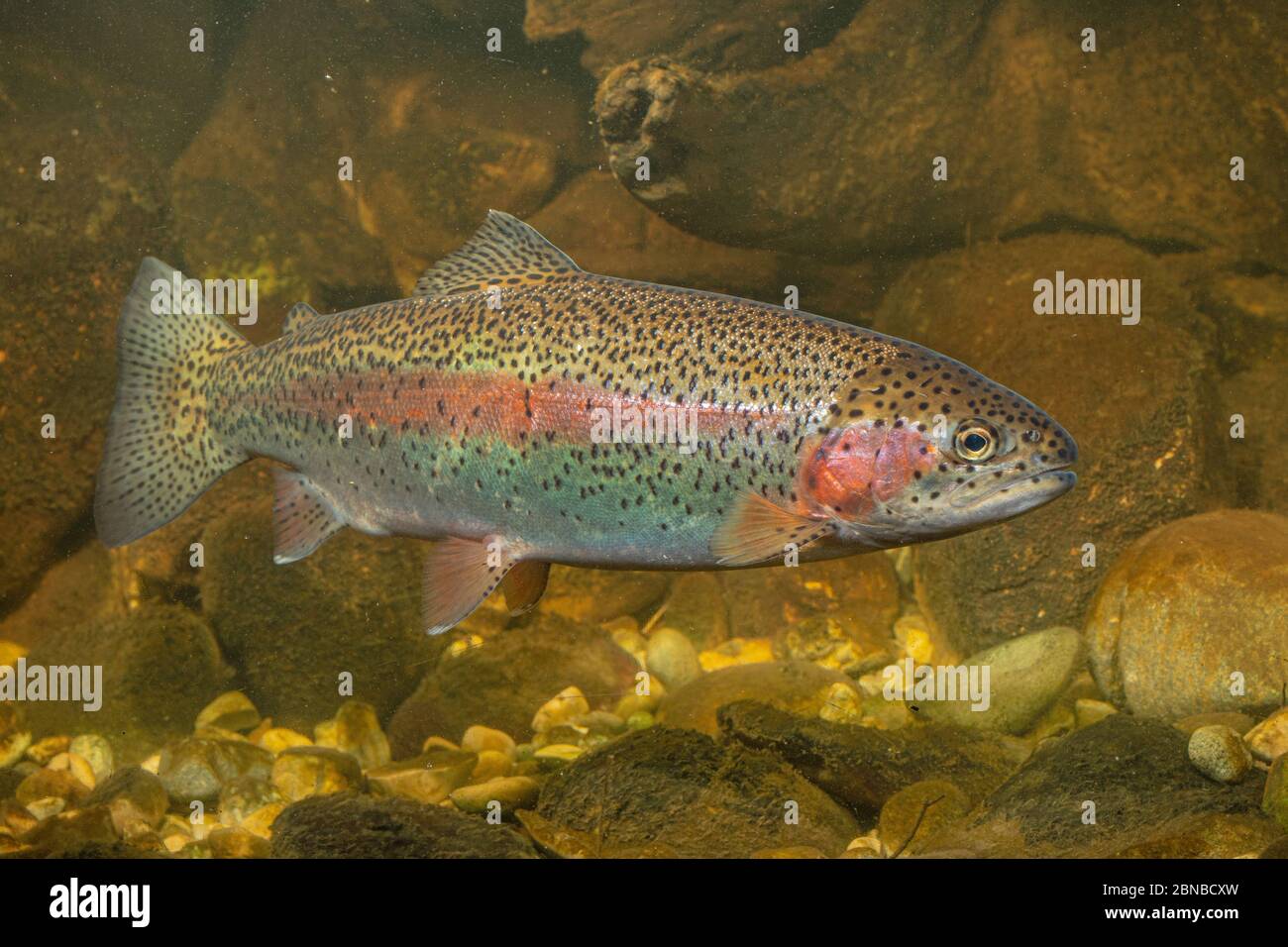 rainbow trout (Oncorhynchus mykiss, Salmo gairdneri), swimming Stock Photo