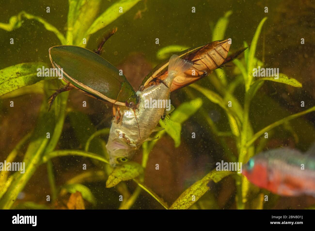 Diving Beetle (Cybister lateralimarginalis, Scaphinectes lateralimarginalis), two beetles feed on three-spined stickleback, Germany Stock Photo
