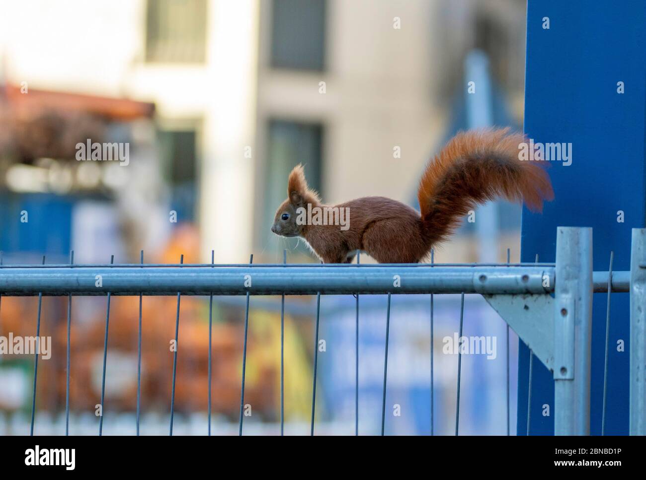 European red squirrel, Eurasian red squirrel (Sciurus vulgaris), on a hoarding, Germany, Hamburg Stock Photo