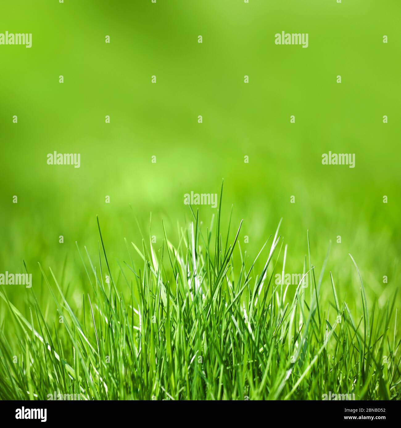 green grass, Germany Stock Photo