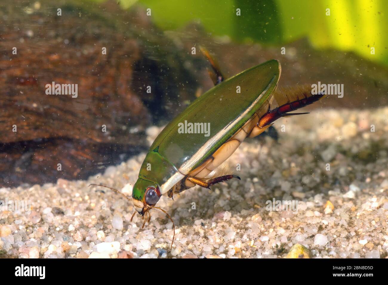 Diving Beetle (Cybister lateralimarginalis, Scaphinectes lateralimarginalis), on the feed, Germany, Bavaria Stock Photo