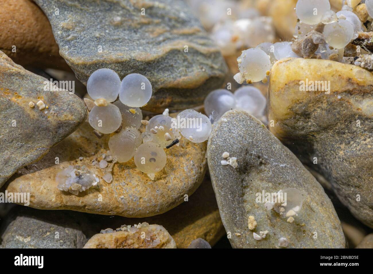 nase (Chondrostoma nasus), eggs between pebbles on the ground, Germany, Bavaria, Mangfall Stock Photo