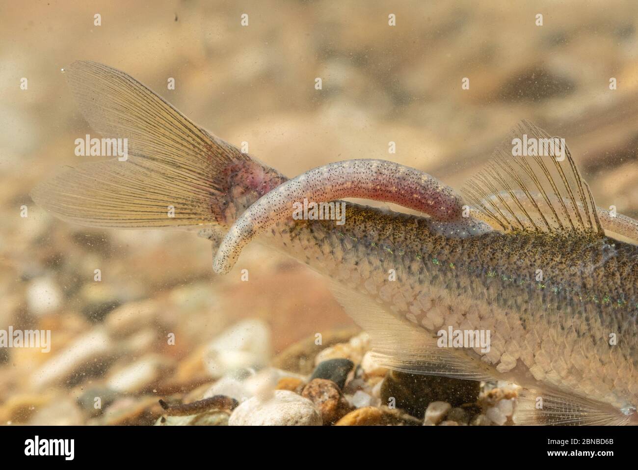 common fish leech, great tailed leech (Piscicola geometra), sucking on a sunbleak, Germany Stock Photo