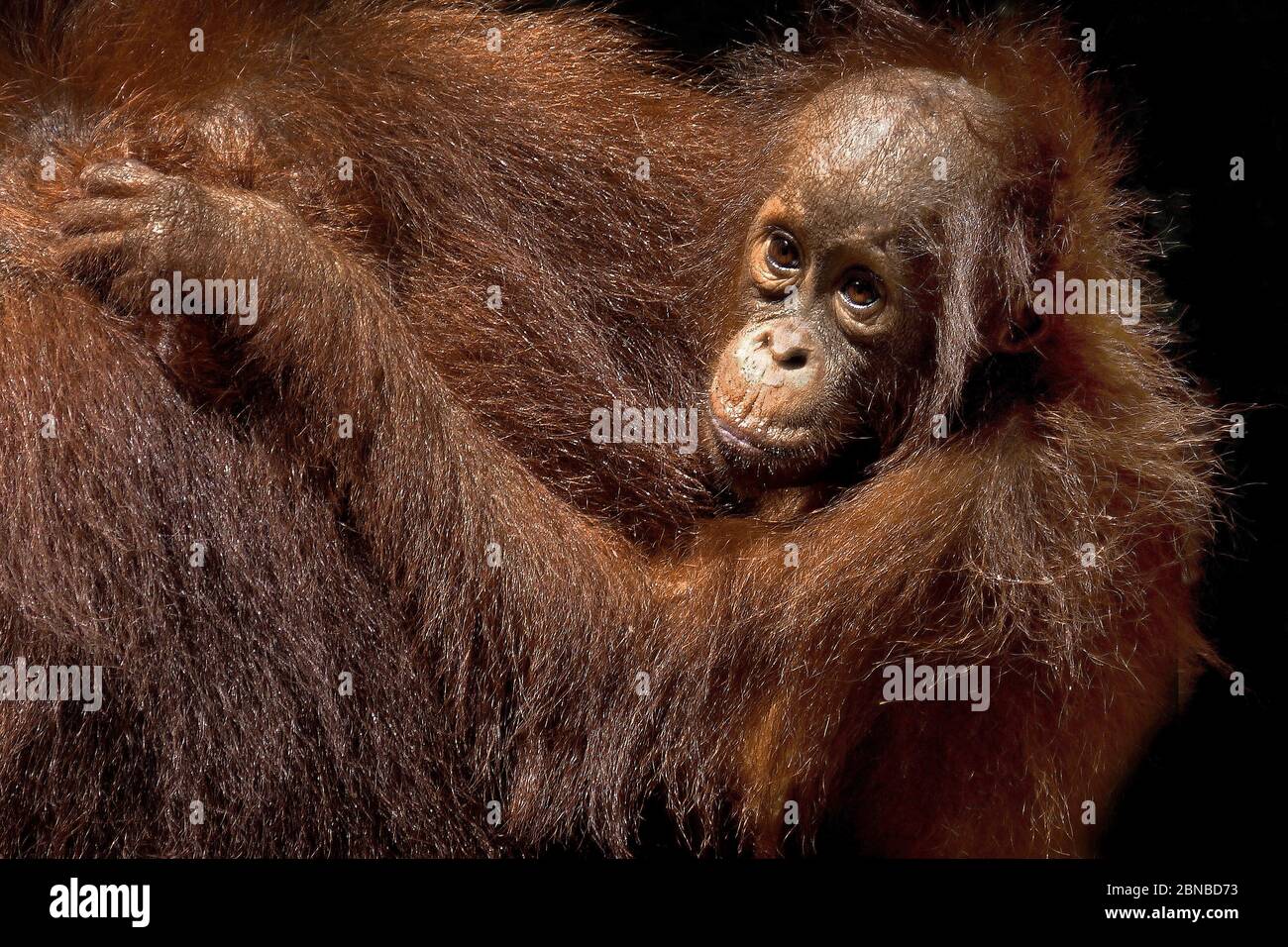 Bornean orangutan (Pongo pygmaeus pygmaeus), female with pup, Indonesia, Borneo Stock Photo