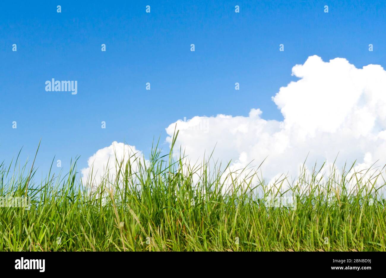 green grass with blue cloudy sky, Germany Stock Photo