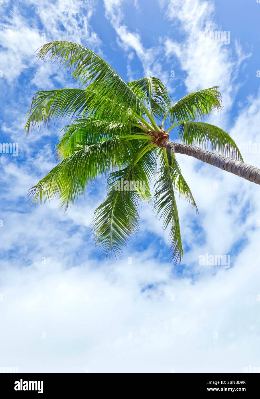 palm against blue sky, Bundesrepublik Deutschland Stock Photo