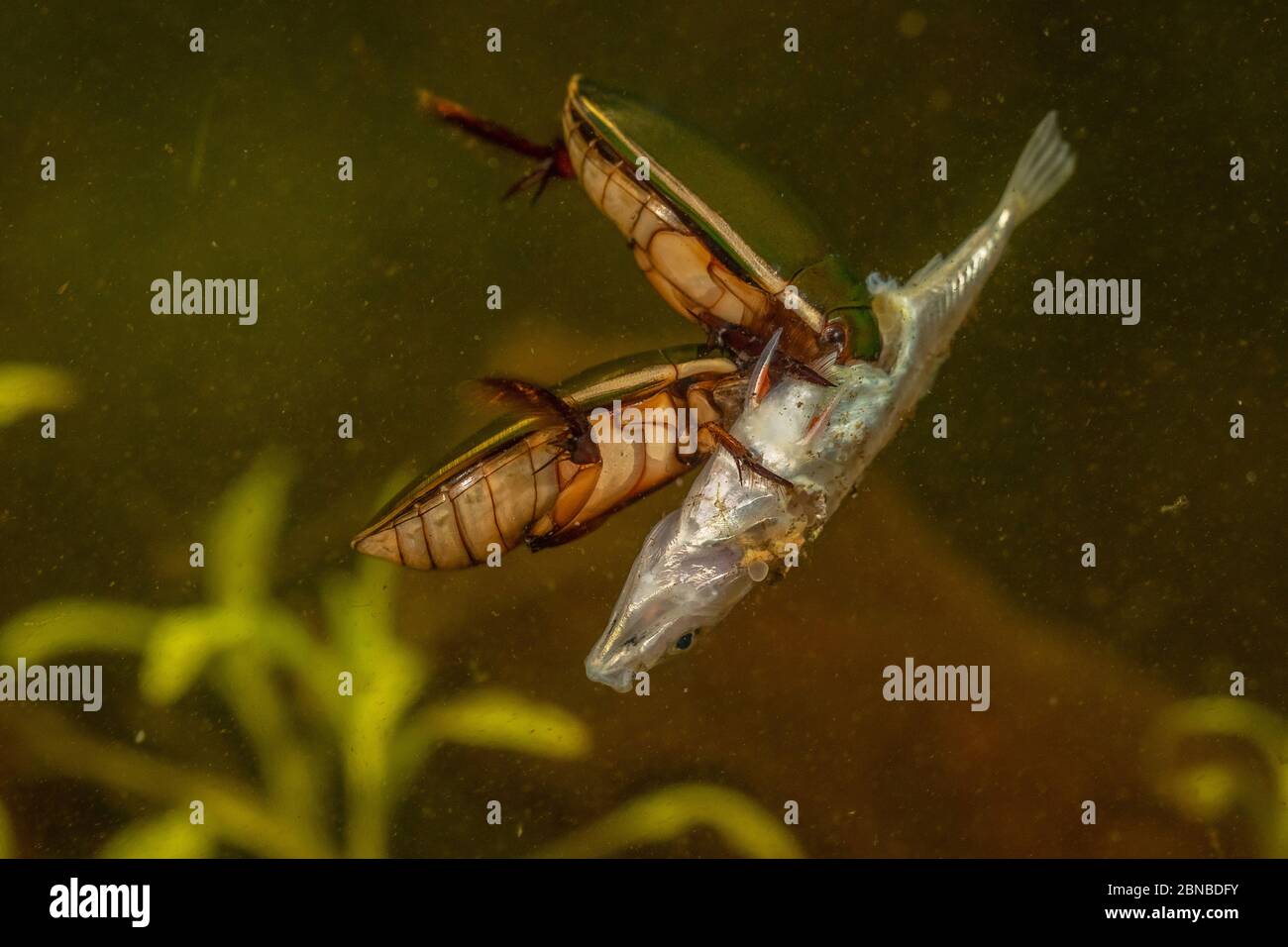Diving Beetle (Cybister lateralimarginalis, Scaphinectes lateralimarginalis), two beetles feed on three-spined stickleback, Germany Stock Photo