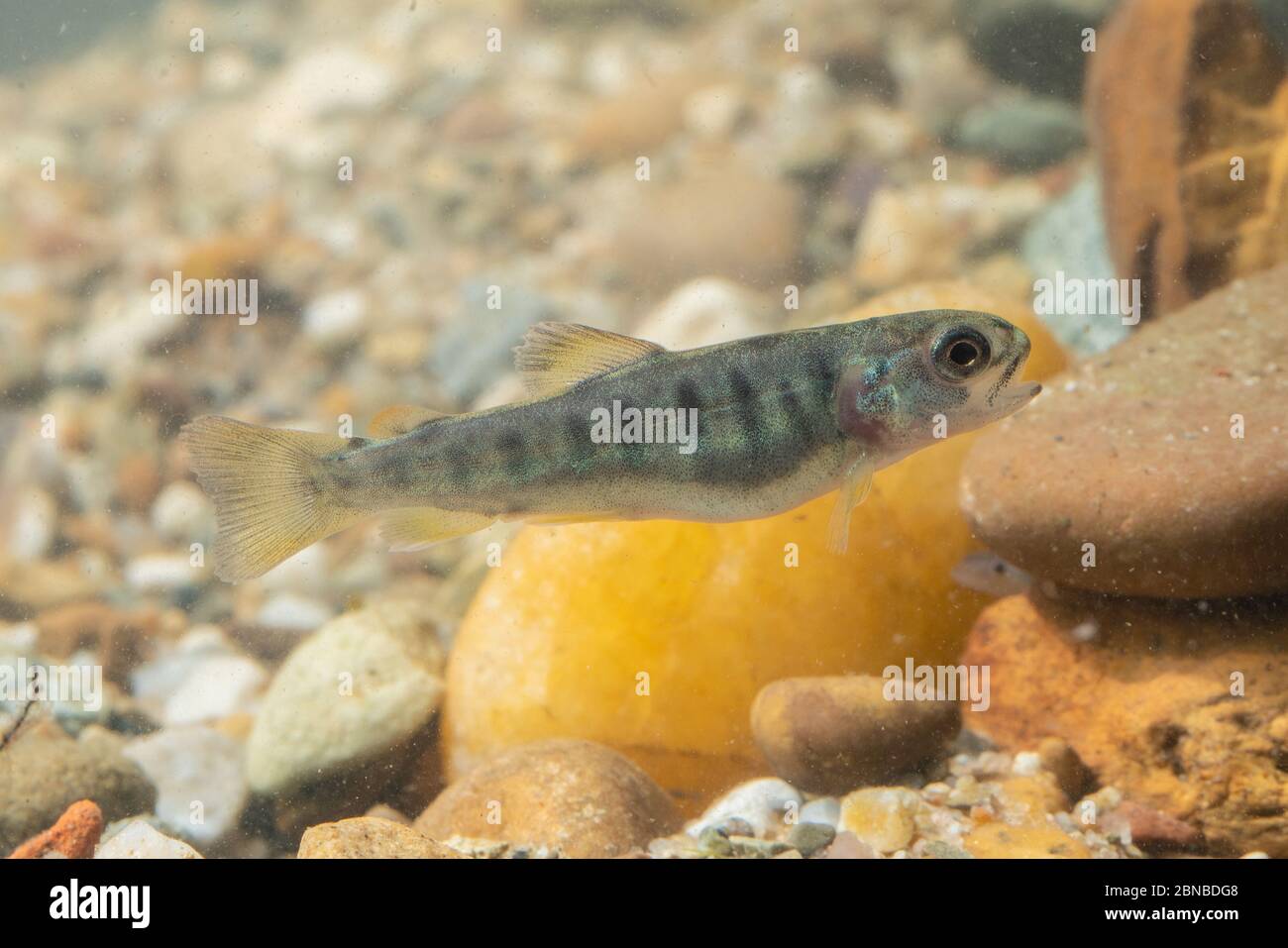 brown trout, river trout, brook trout (Salmo trutta fario), juvenile