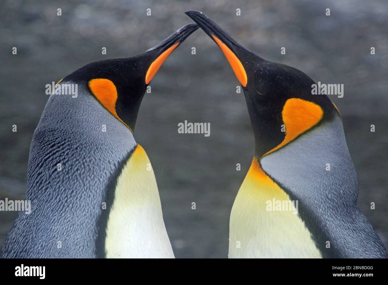 king penguin (Aptenodytes patagonicus), two penguins greeting, Antarctica, Salisbury Plains, Cierva Cove Stock Photo
