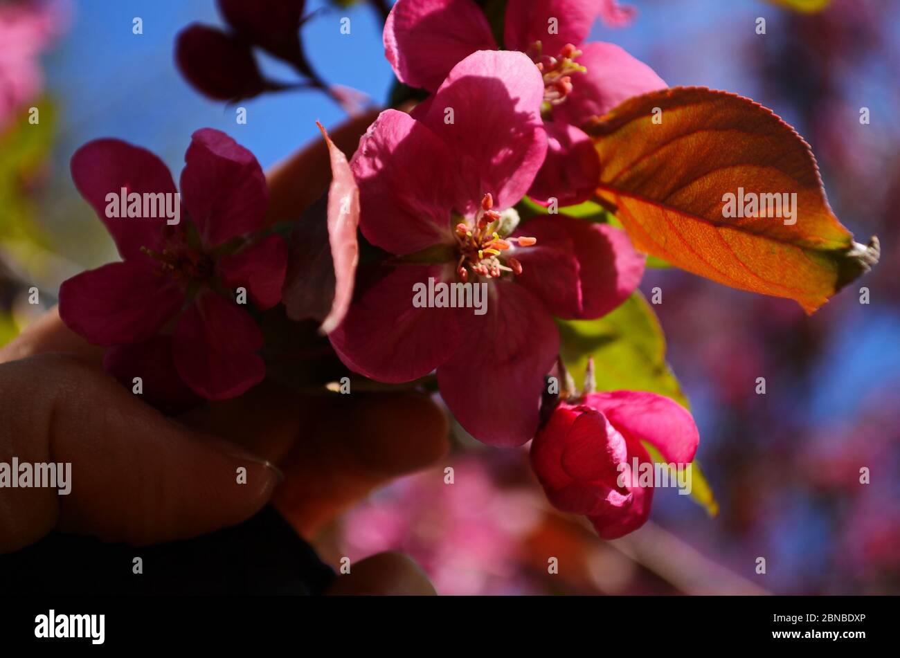 blooming paradise apple tree red flowers and leaves of the paradise