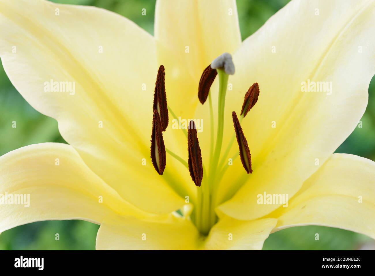 Lilium  'Big Brother'  Lily  Oriental Trumpet lily cross  OT lily  July Stock Photo