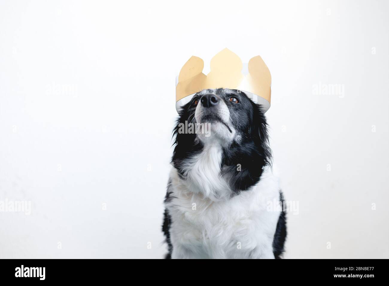 Cute black and white border collie. Dog with golden paper crown on its head. Stock Photo