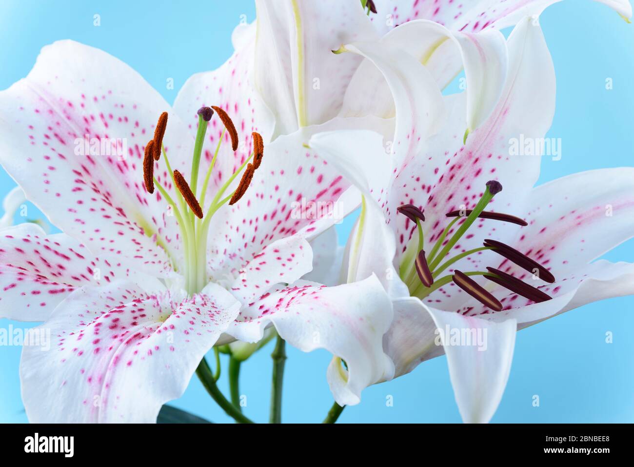 Lilium  'Extravaganza'  Lily  Oriental hybrid  July Stock Photo