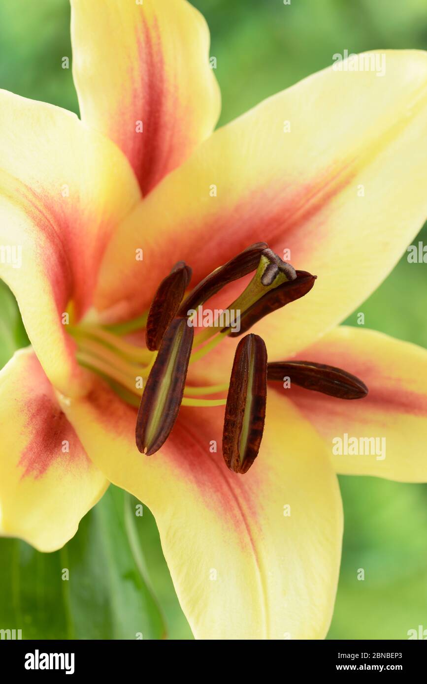 Lilium Lily  Oriental Trumpet lily cross  OT lily  July Stock Photo