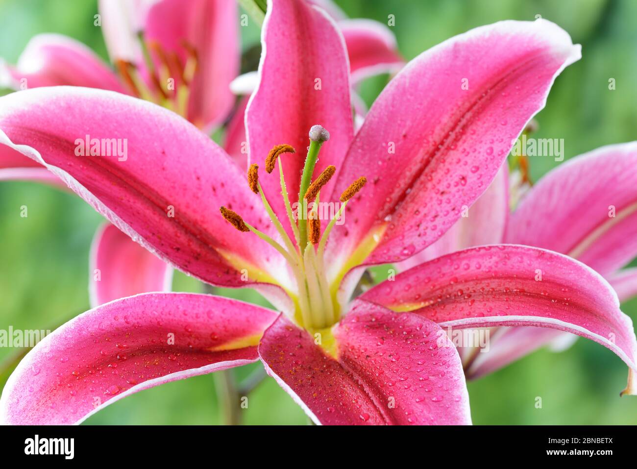 Lilium   Oriental hybrid lily  July Stock Photo