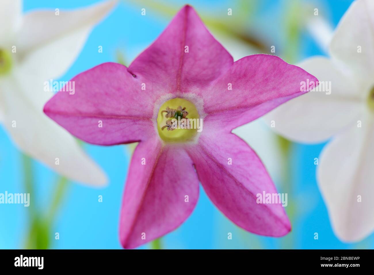 Nicotiana x sanderae  'Sensation Mixed'  Flowering Tobacco  July Stock Photo