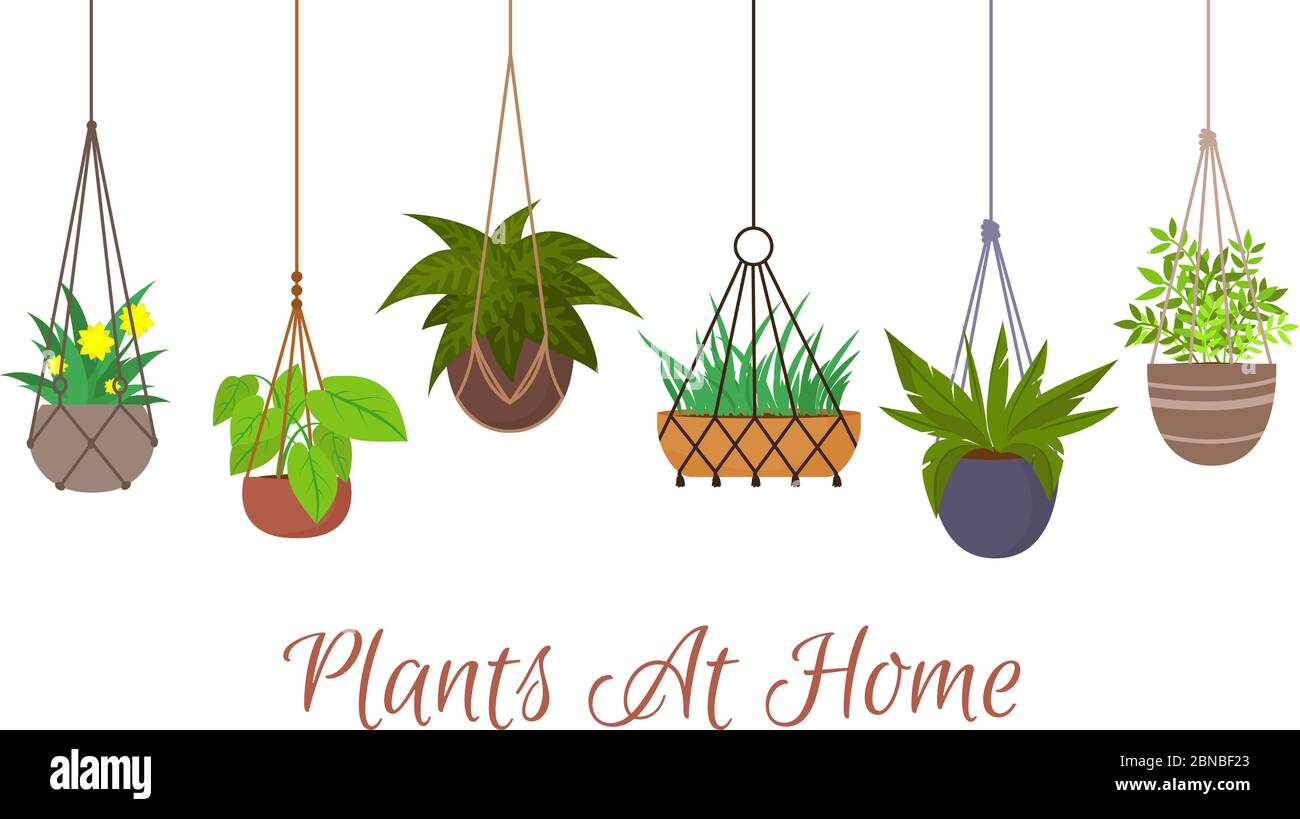 Indoor green plants in pots hanging on decorative macrame hangers vector set. Hanging plant in pot, decoration home illustration Stock Vector