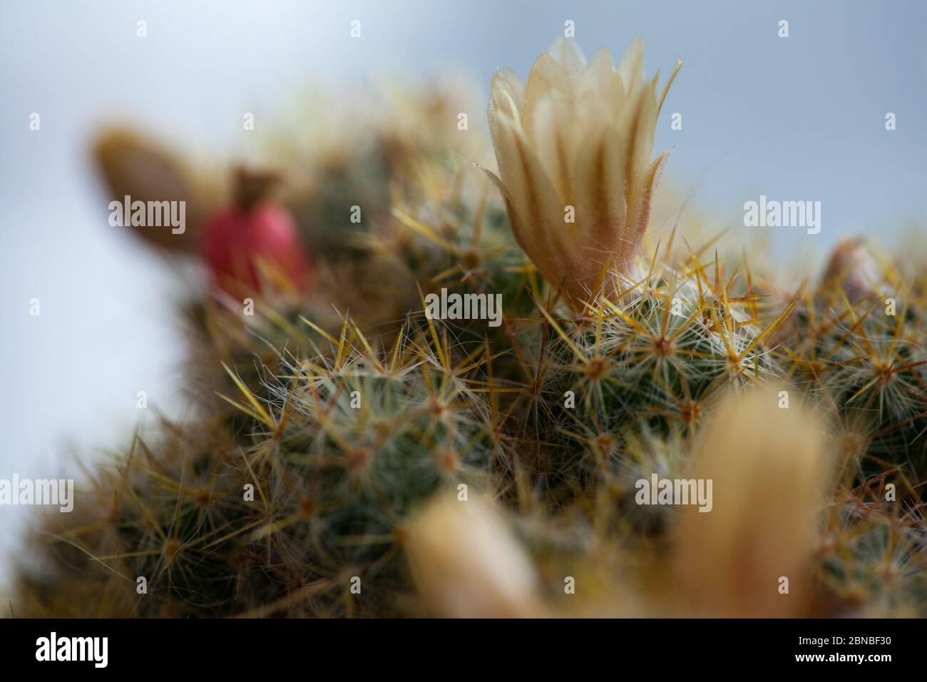 Texas nipple cactus flowers close up view. Pincushion cactus