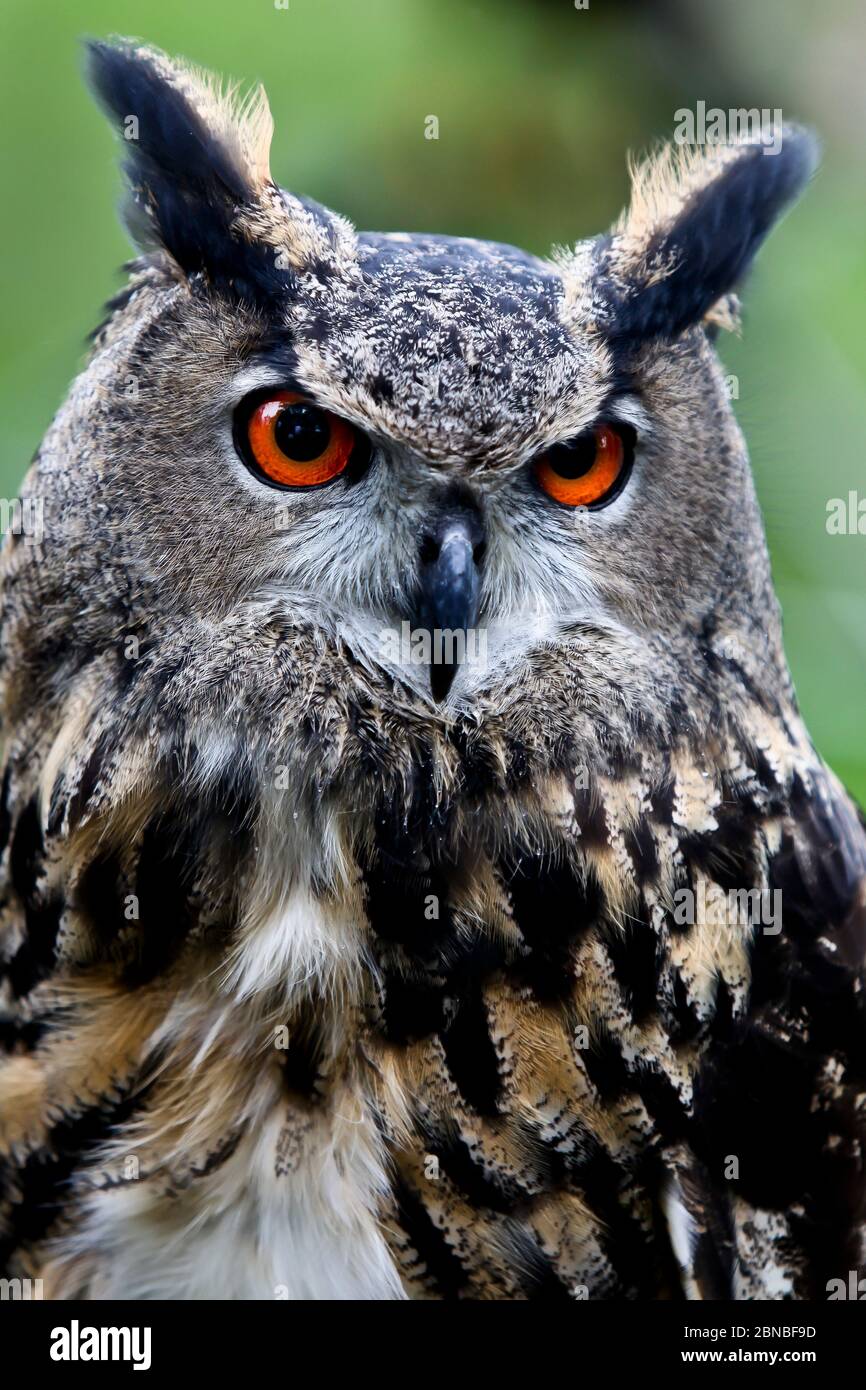Owl with orange eye outdoor portrait Stock Photo