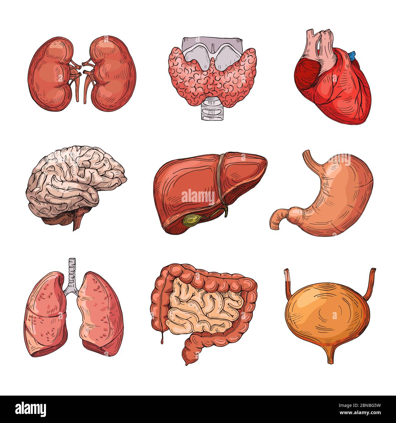 Human internal organs. Cartoon brain and heart, liver and kidneys. Vector  body parts isolated. Illustration of human organ, stomach and liver, heart  and internal anatomy Stock Vector Image & Art - Alamy
