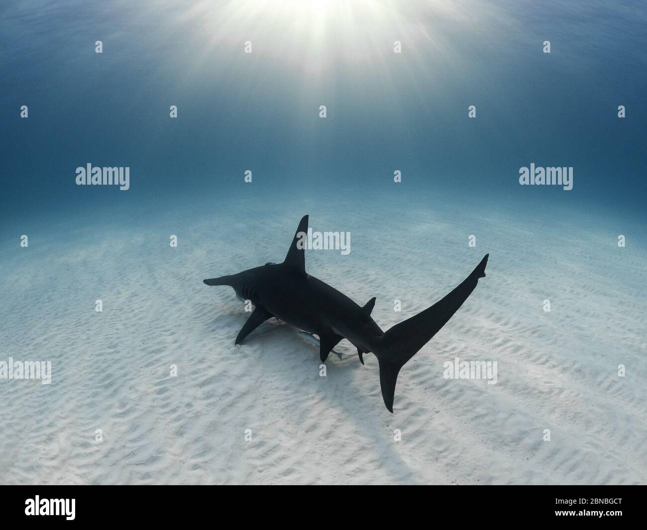 Hammerhead shark in the shallows, Bahamas Stock Photo Alamy