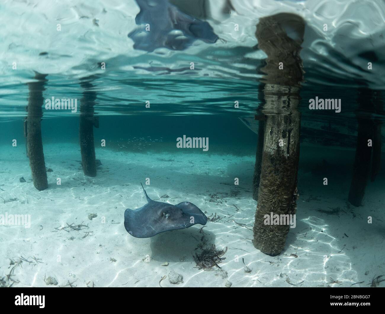 Stingray swimming under jetty, Bahamas. Stock Photo
