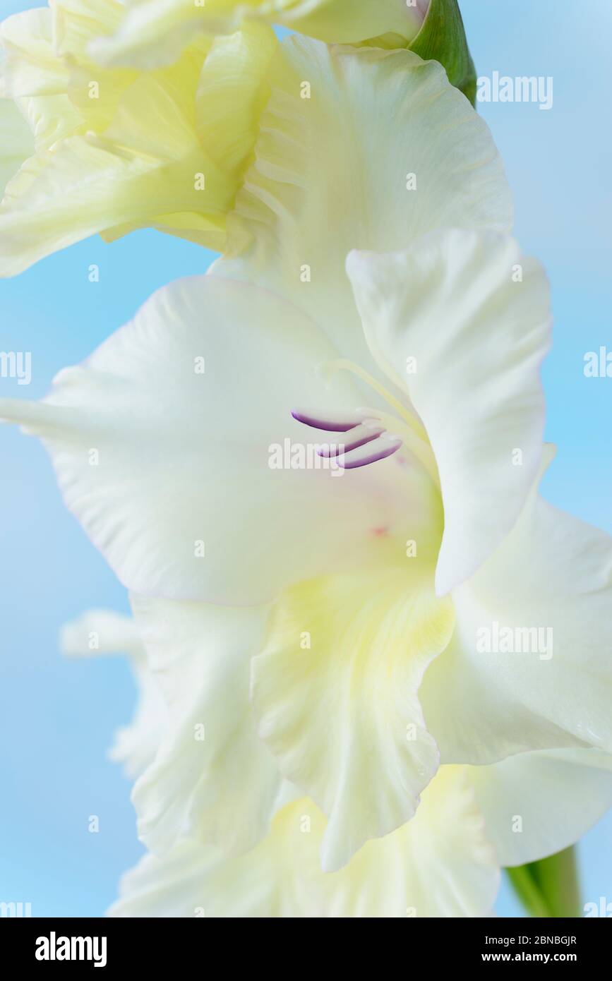 Gladiolus  'White Prosperity'  Sword lily  August Stock Photo