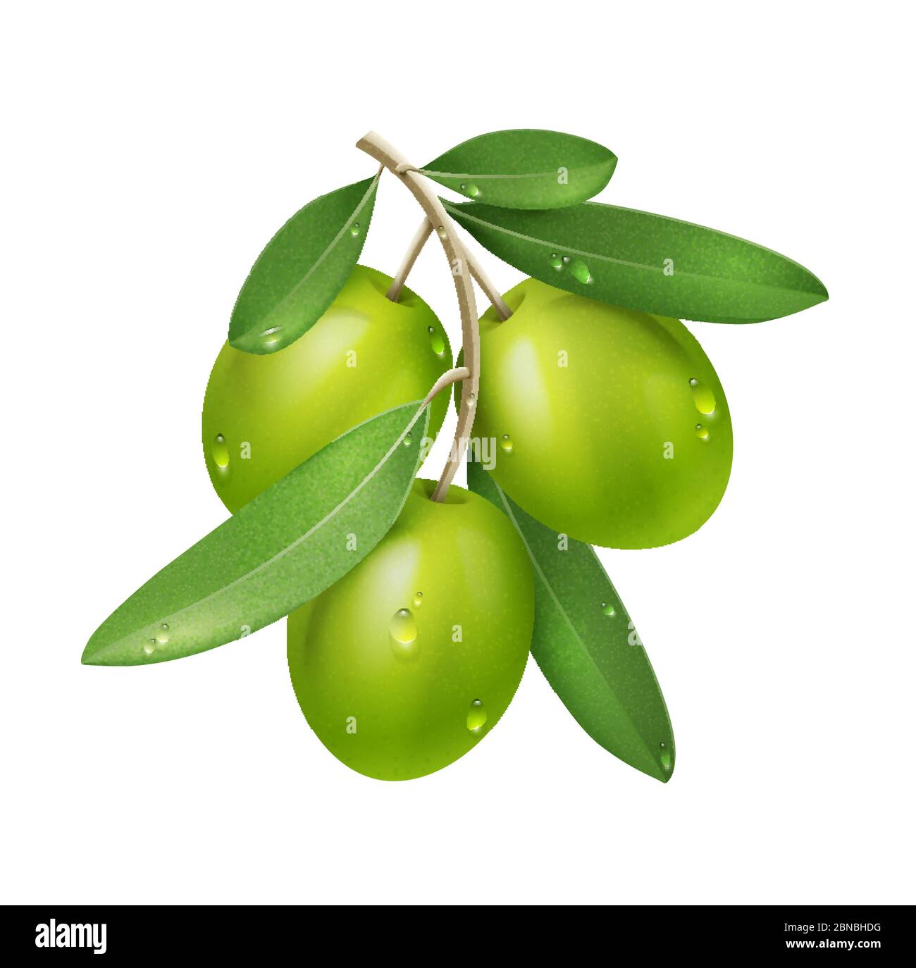 Vector Realistic Green Olive Branch Isolated on White Background with ...