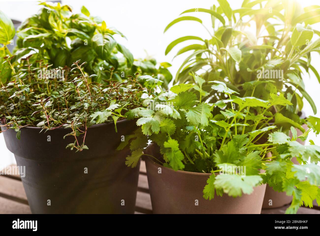 growing herbs on porch or balcony, closeup of potted basil, thyme